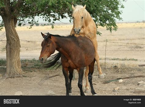 sex de cheval